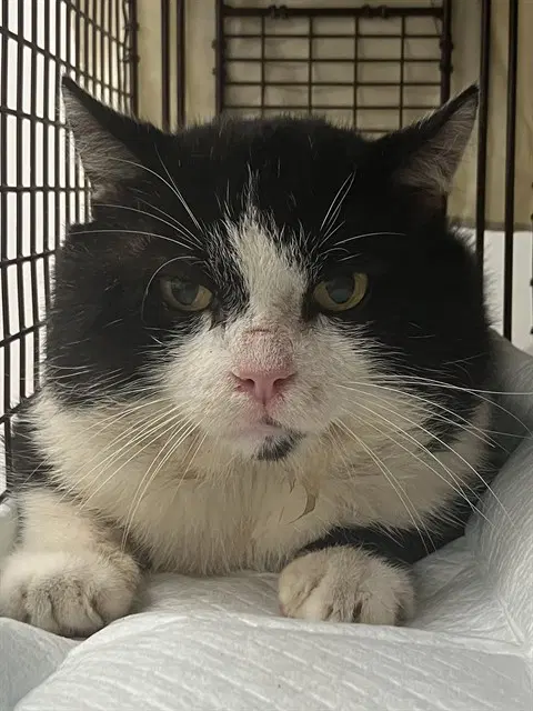 Felix - Domestic Medium Hair