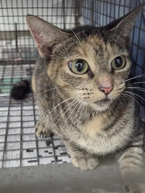 Luna - Domestic Short Hair