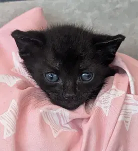 Gunther - Domestic Short Hair