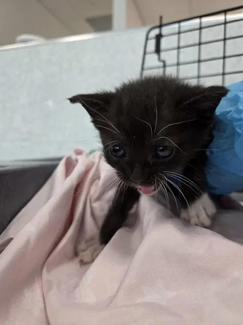 Marceline - Domestic Short Hair