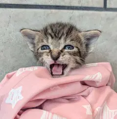Ice King - Domestic Short Hair