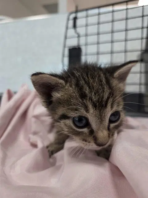 Bmo - Domestic Short Hair