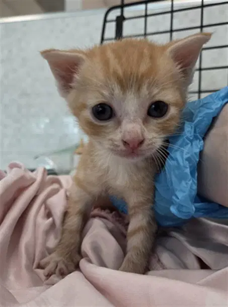 Jake - Domestic Short Hair