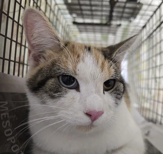 Luna - Domestic Short Hair