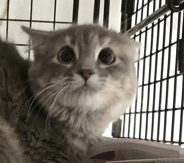 Oliver - Domestic Long Hair