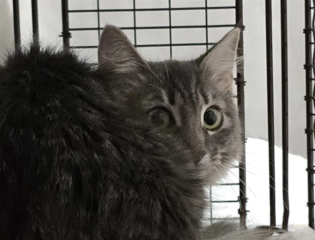 Oliver