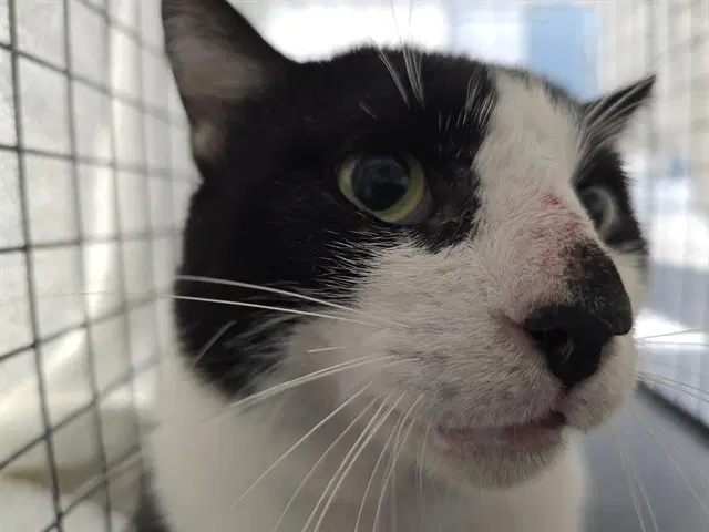 Oliver - Domestic Short Hair