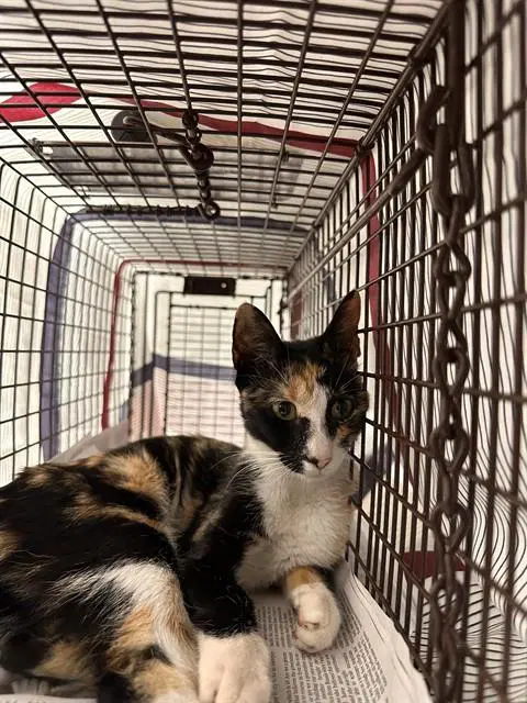 S'mores - Domestic Short Hair