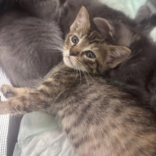 Unknown - Domestic Short Hair