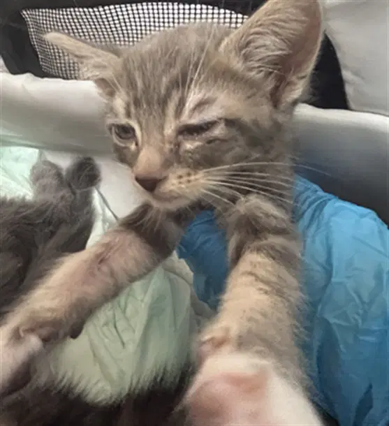 Oliver - Domestic Short Hair