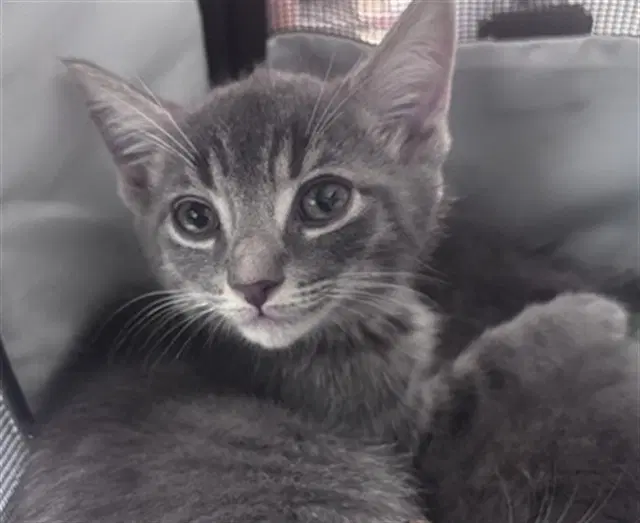 Unknown - Domestic Short Hair