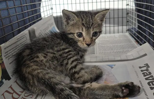 Unknown - Domestic Short Hair