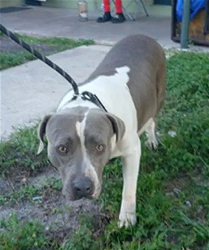 Moonstone - American Staffordshire Terrier