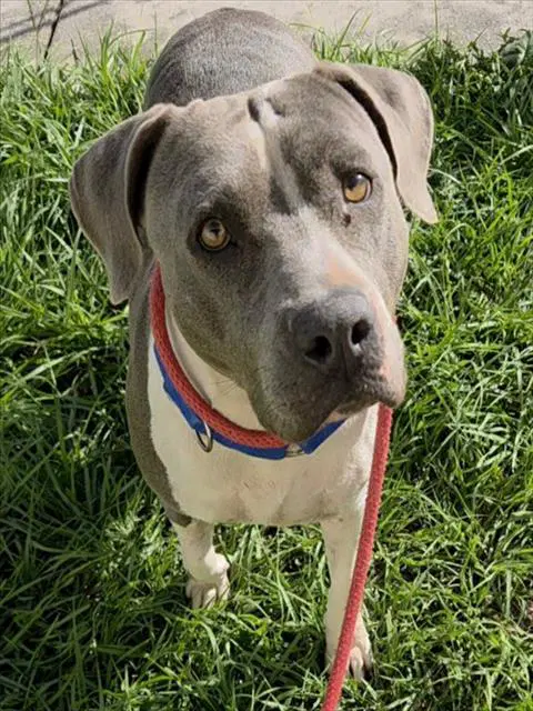 Moonstone - American Staffordshire Terrier