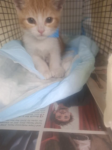 Felix