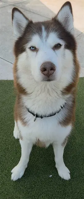 Thor - Alaskan Malamute