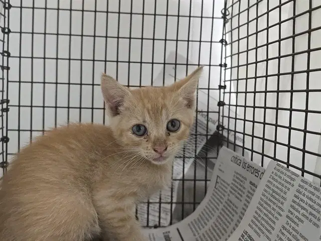 Luna - Domestic Short Hair