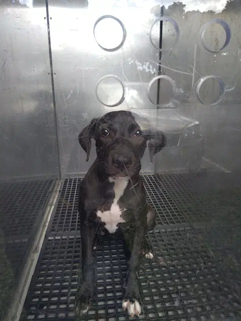 Wick - American Staffordshire Terrier