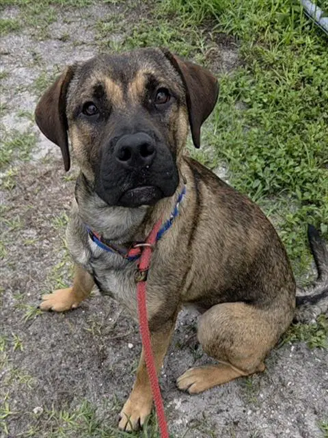 Houston - Boxer