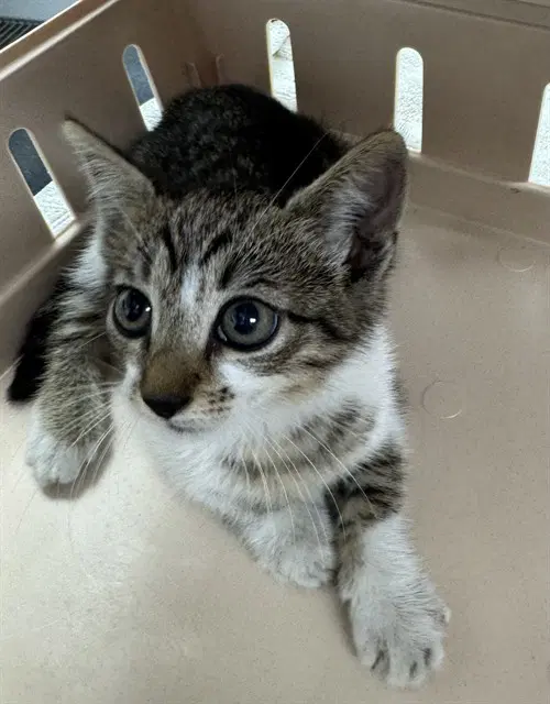 Oliver - Domestic Short Hair