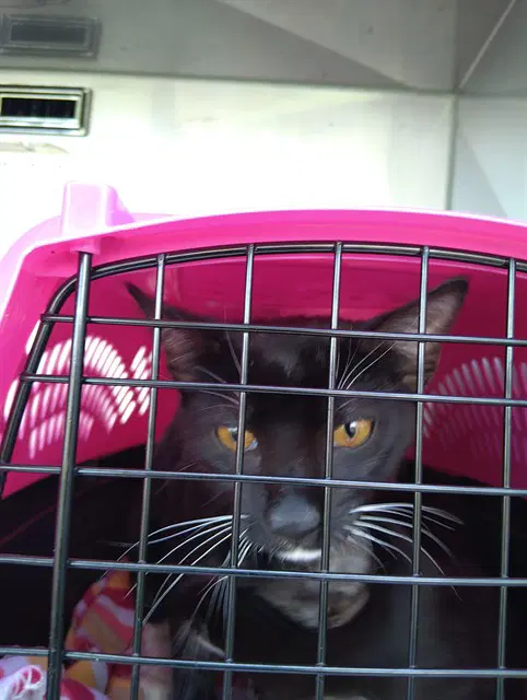 Oliver - Domestic Short Hair