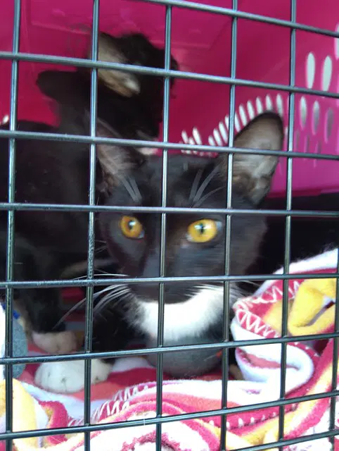Unknown - Domestic Short Hair