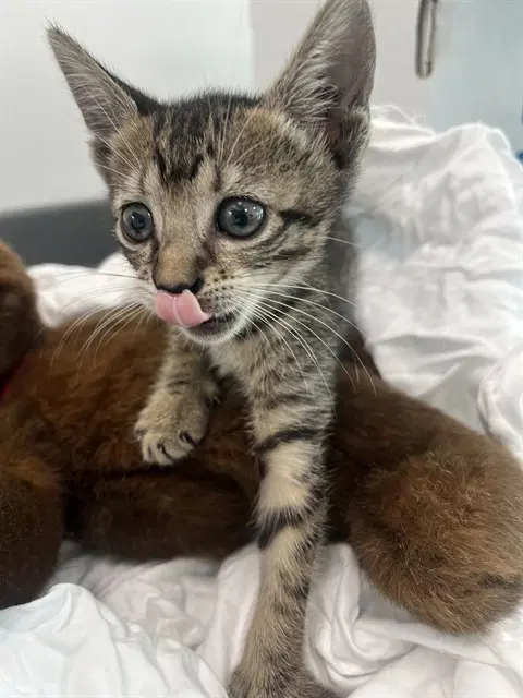 Felix - Domestic Short Hair