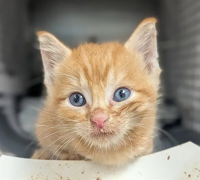 Felix - Domestic Short Hair