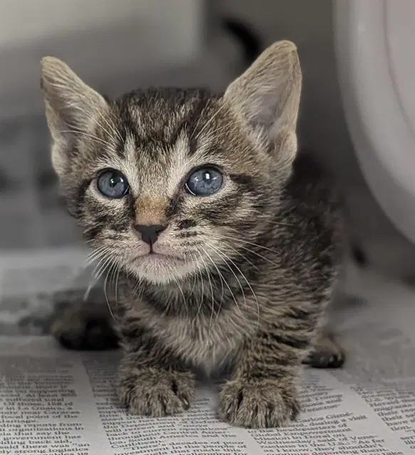 Oliver - Domestic Short Hair