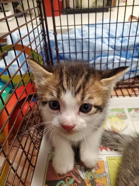 Felix - Domestic Short Hair
