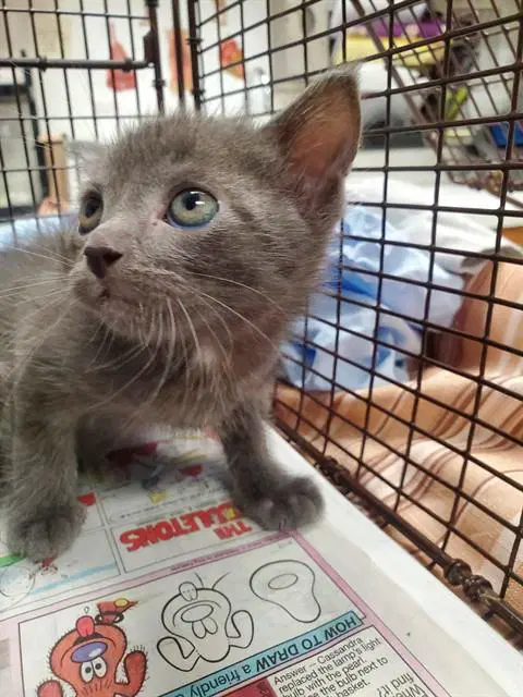 Barnaby - Domestic Short Hair