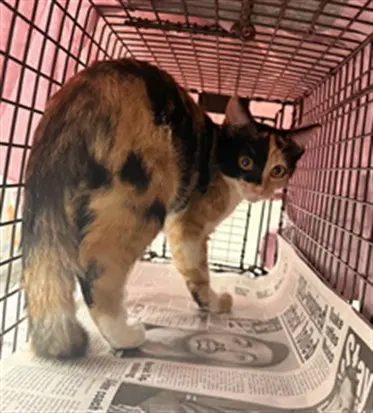 Zoey - Domestic Short Hair