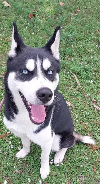 Kazuya - Siberian Husky