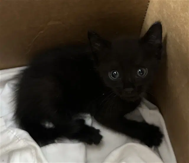 Luna - Domestic Short Hair