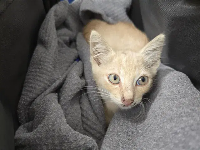 Widget - Domestic Short Hair