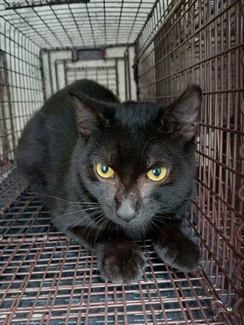 Felix - Domestic Short Hair