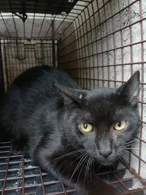 Barnaby - Domestic Short Hair