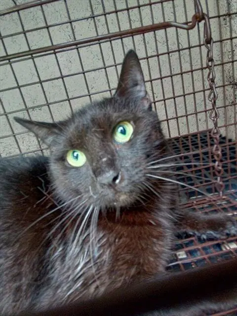 Barnaby - Domestic Short Hair