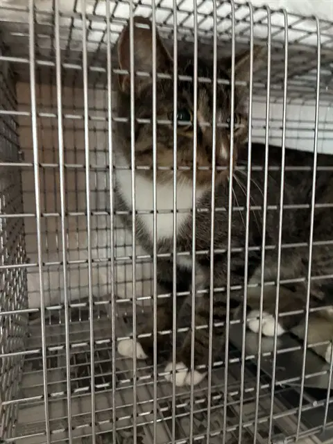 Unknown - Domestic Short Hair