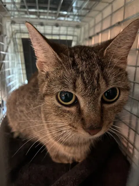 Unknown - Domestic Short Hair