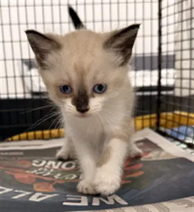 Shanika - Domestic Short Hair