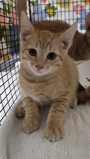 Squash - Domestic Short Hair