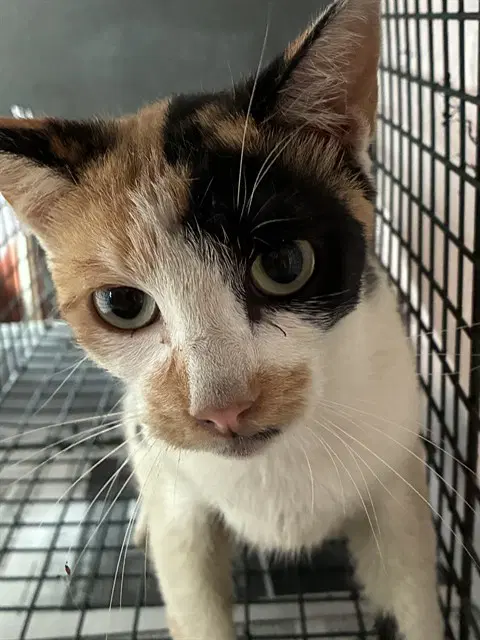 Unknown - Domestic Short Hair