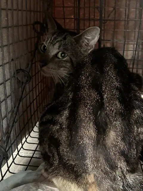 Unknown - Domestic Short Hair