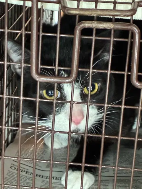 Unknown - Domestic Short Hair