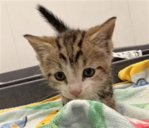Mecca - Domestic Short Hair