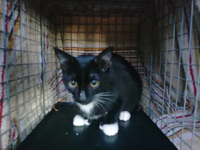 Oliver - Domestic Short Hair