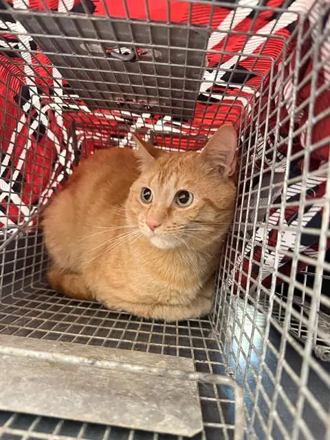 Jr - Domestic Short Hair