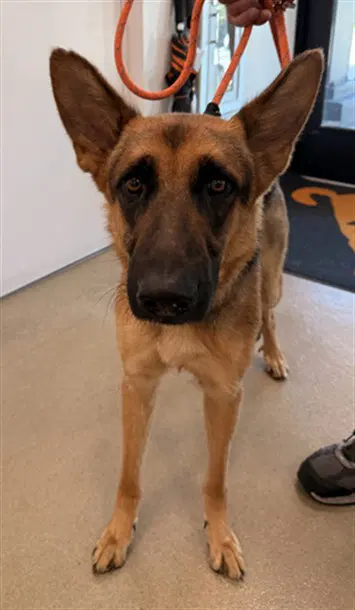 Twilight - German Shepherd Dog