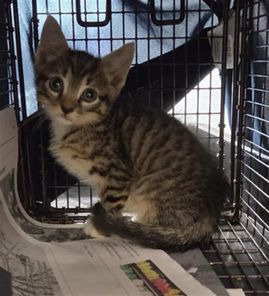 Finn - Domestic Short Hair